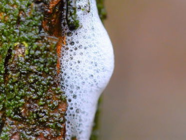 Bomen lekken boomschuim