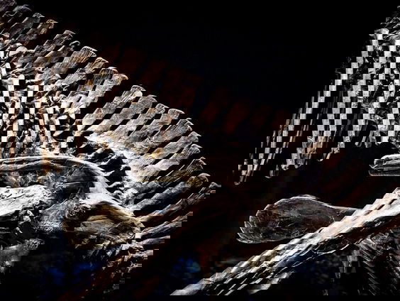 Enorme dinosaurus in Australië blijkt nieuwe soort