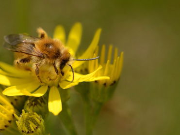 Oog voor de pluimvoetbij