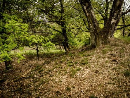 De essentaksterfte zorgt voor grote problemen in de Nederlandse bossen ..