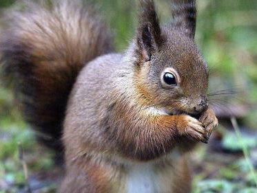 De zin en onzin van eekhoornbruggen