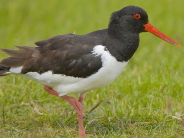 Scholekster met een zender