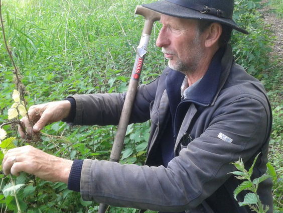 Tuinverhalen: de brandnetel