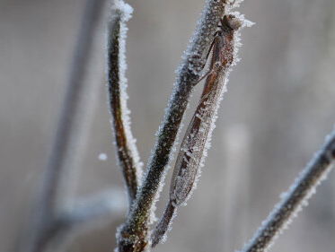Noordse winterjuffer