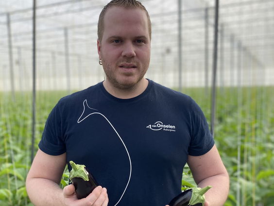 Aubergineseizoen begonnen; drukke tijden voor Dirk van Duijvenbode