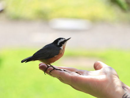 Dieren gedragen zich anders nu de mens afstand neemt
