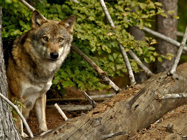 Draaiboek voor de wolf