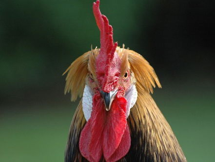 2017 is het jaar van de haan