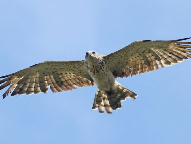Slangenarend popelt aan de grens