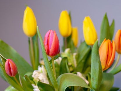 Is er nog een toekomst voor Nederlandse bloementelers?