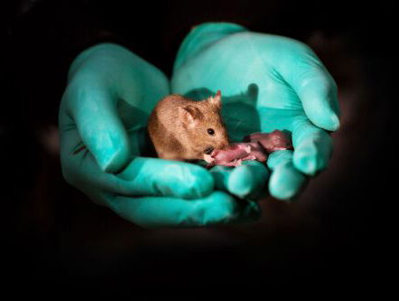 Het kan voortaan: gezonde babymuisjes uit twee moeders