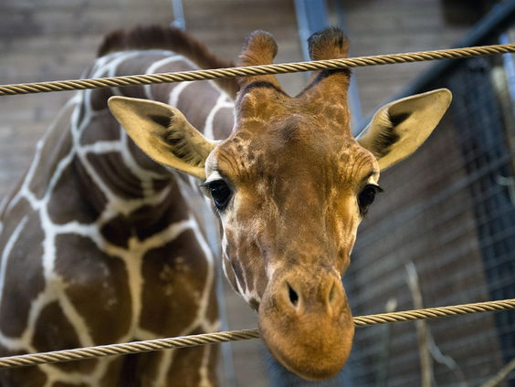 Heeft de dierentuin een toekomst?