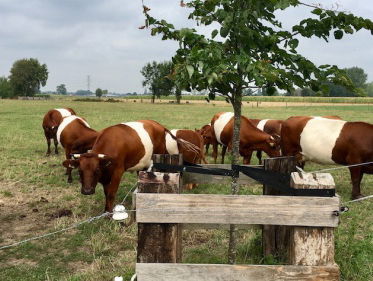 Duizenden bomen voor koeien