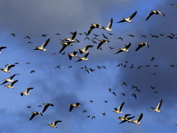 Nederland als trekpleiser voor trekvogels