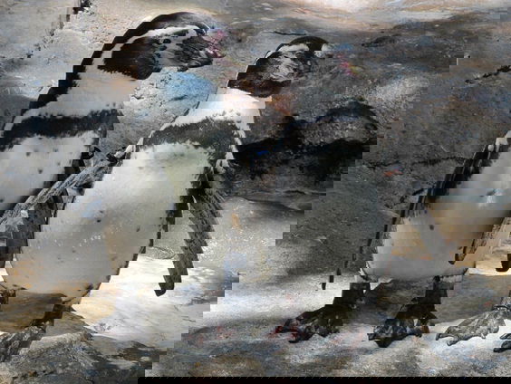 Van homoseksuele pinguïns tot transgender vissen, de seksuele diversiteit van het dierenrijk