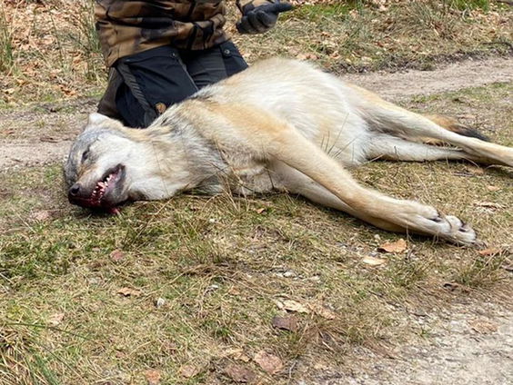 'Neem verkeersslachtoffers niet voor lief'