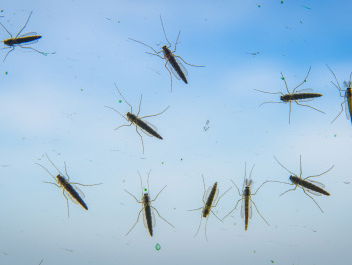 Waarom muggen jóu moeten hebben
