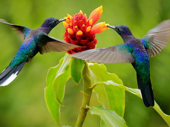 Het karakteristieke geluid van de kolibrie ontrafeld