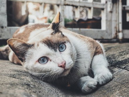 Ronald Veldhuizen ontzenuwt mythe over psychoses bij katteneigenaren