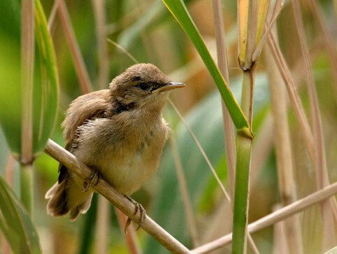 Cursus Vogelzang: kleine karekiet
