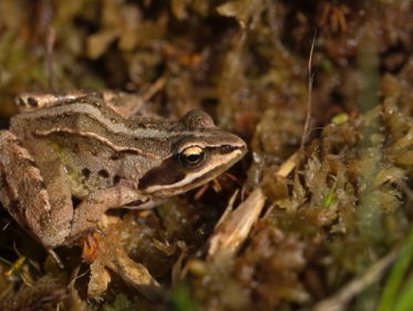 Heikikkers van het Naardermeer