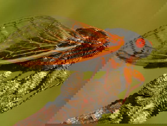 De cicaden vliegen (maar eens in de 17 jaar)