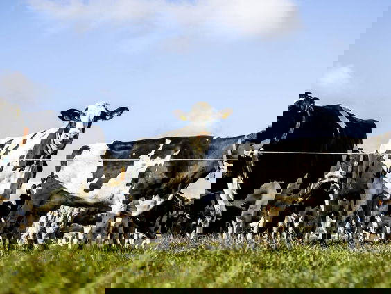 Terug naar 2001: MKZ-crisis in Nederland