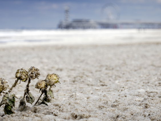 Zoektocht surfer levert niks op: wat doet vermissing met nabestaanden?