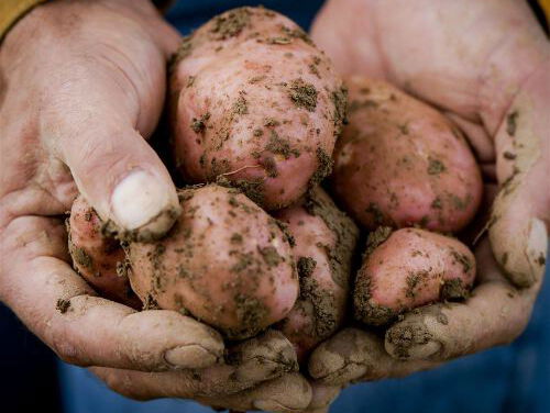 Het Taalloket: meervoud of meervouden?
