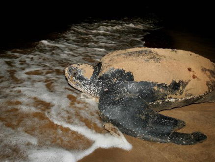 Protestacties tegen zandafgravingen in Suriname
