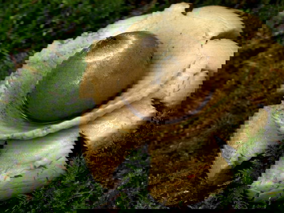 Fenolijn 14 november 2021