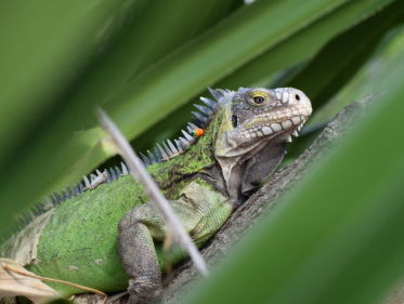 Reddingsactie groene Antilliaanse leguaan