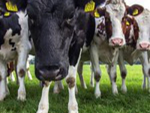 Kan Nederland leven van zijn eigen landbouw en voedsel?