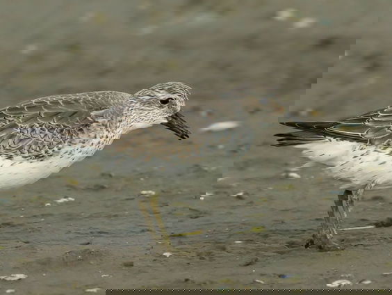 Minder mannetjes door klimaatverandering (bij kanoeten)