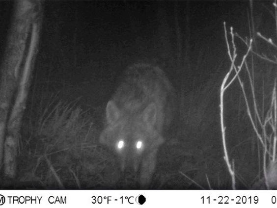 Goudjakhals permanent in Nederland?
