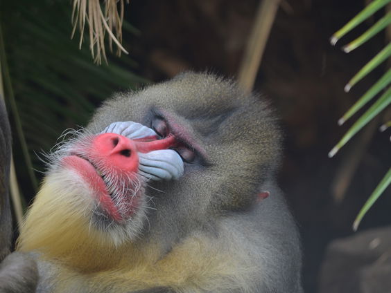Naardermeer wordt natter, maanvis op Texel, mandrils hebben tijdsbesef en alle overige onderwerpen