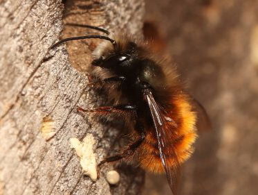 Vraagbaak: wat zit er in mijn insectenhotel? Met instructies!