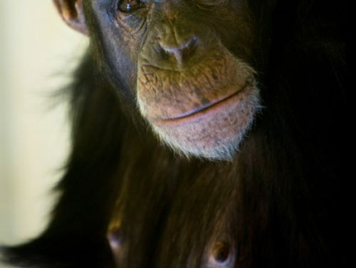 Weddenschap over de eerste ontmoeting tussen Chimpansee Marria en Sony.