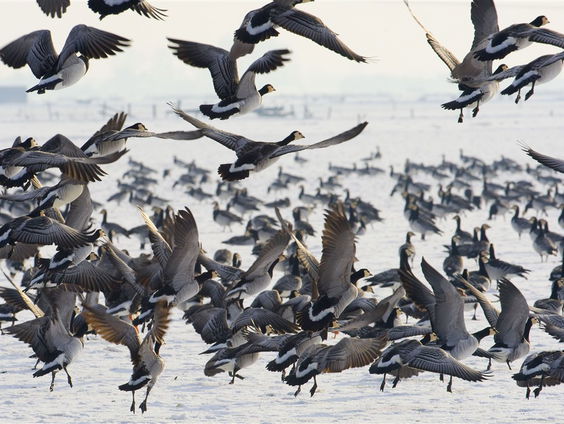 Vogelgids voor beginners