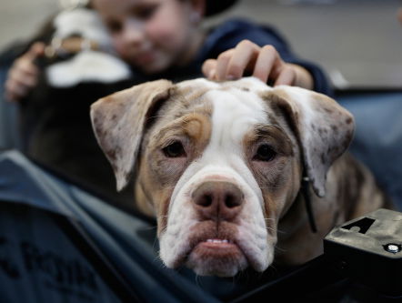 'Aanbevolen door topfokkers': Wie zijn die topfokkers?