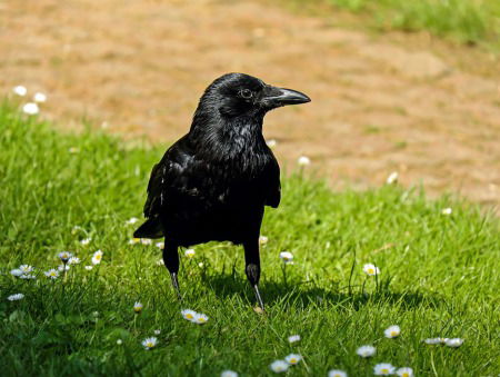 Zo bekijk je die kraai op straat eens anders