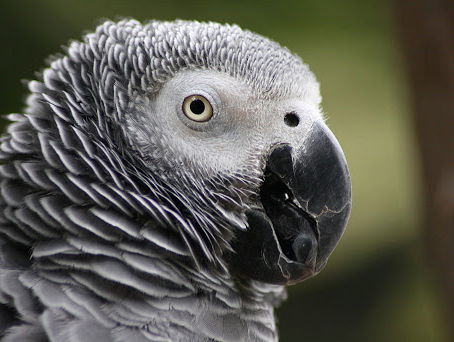 Feit of fictie: 'Papegaaien schelden harder door hun verzorgers'