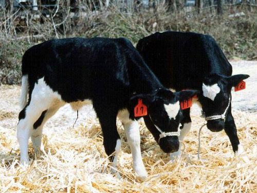 Gezichtsherkenning en klonen in 'proeftuin China'