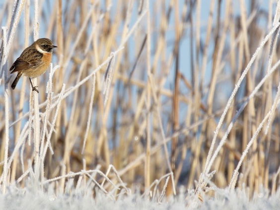 Trekvogels die blijven gestraft door winterweer