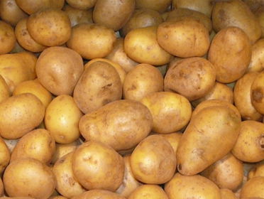 Aardappeloogst dit jaar mislukt: door klimaatverandering hoogste tijd om na te denken over andere manier ...