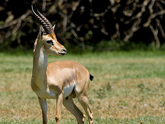 Kunnen we inspiratie halen uit de comeback van de bedreigde berggazelle?