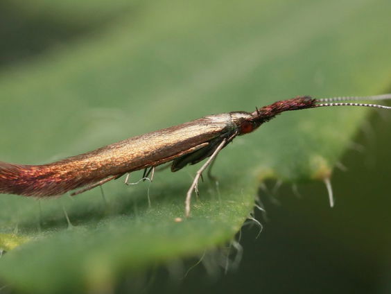Vlinderbroedseizoen in volle gang