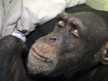 Chimpansee na 13 jaar bevrijd uit gezin