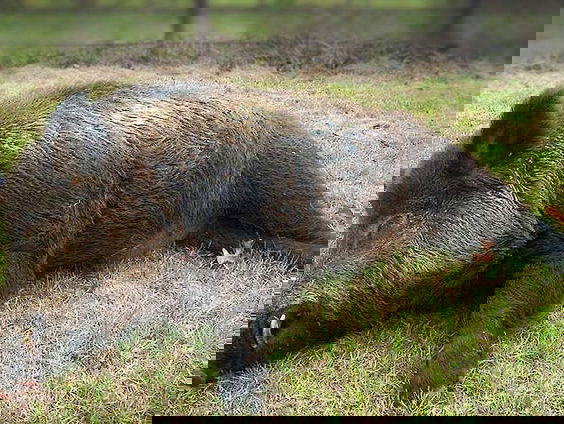 'De Wilde Zwijnen op de Veluwe mogen we niet laten verhongeren'