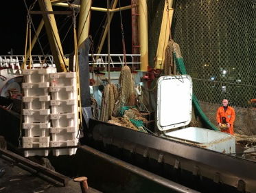 Verbod pulskorvisserij